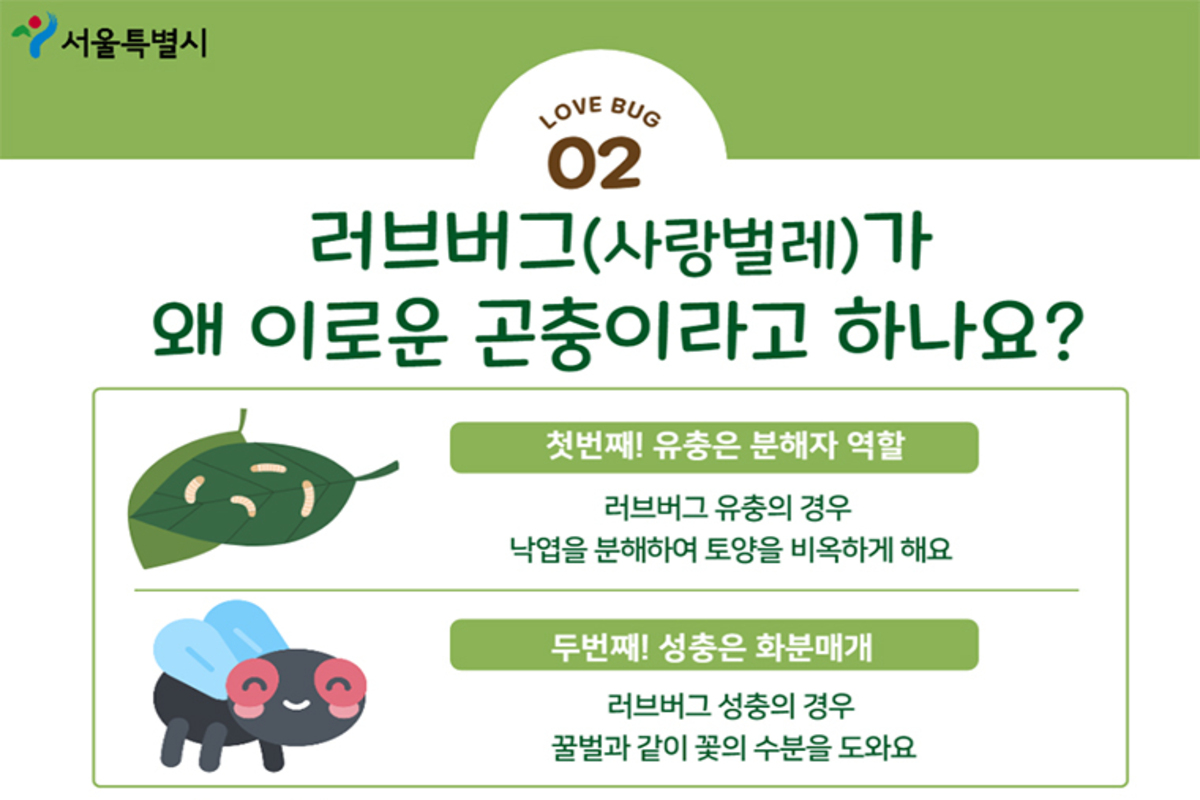 ‘해충 vs 익충’ 논란…러브버그, 서울 시민 86%가 이렇게 답했다