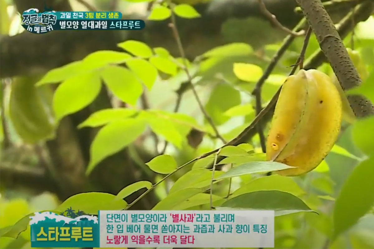 미슐랭 디너에 올라간 과일, ‘스타프루트’...정체가 뭐길래